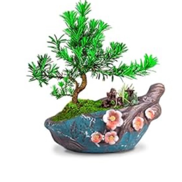Pot for Bonsai tree - Picture 1 of 10